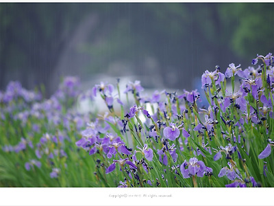 [5월 보라색야생화] 비오는날의 부채붓꽃 - 올림픽공원에서