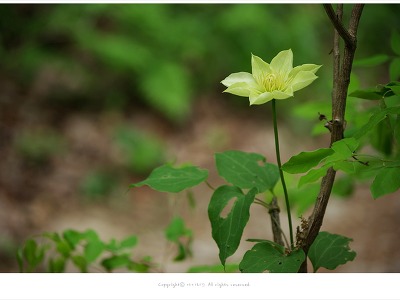 [검단산 5월 야생화] 큰꽃으아리 - 유독성식물
