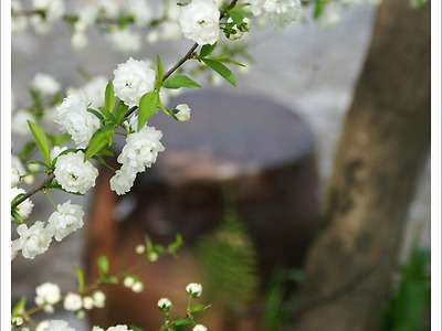 [4월 꽃나무] 만첩흰매화(옥매화.옥매(玉梅) - 봄꽃