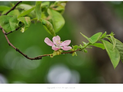 [4월-5월 꽃나무] 연분홍색 모과꽃나무 이야기 - 올림픽공원 5월 봄꽃