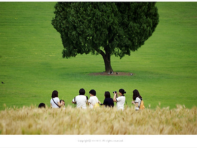 [올림픽공원] 청보리가 익은 나홀로나무 앞에서 만난 학생들