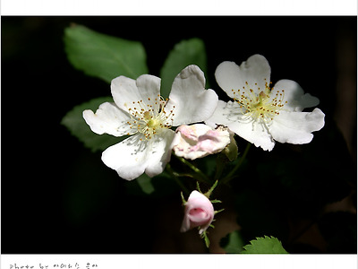 [5월 흰꽃나무] 찔레꽃 향기 - 봄야생화