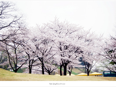 [4월 분홍꽃나무] 올림픽공원 왕벚꽃의 향연