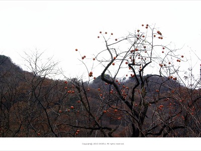 [가을풍경] 지리산에서 만난 감나무