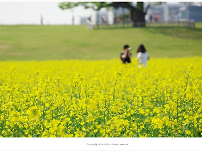 [올림픽공원] 5월을 노랗게 수놓은  유채꽃밭 풍경