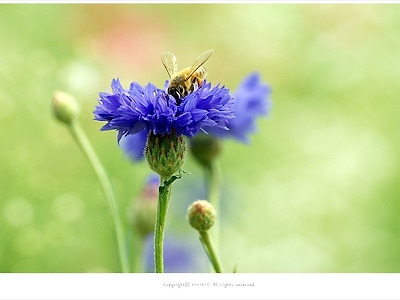 [꽃과곤충] 들꽃마루 수레국화와 벌.노란나비.무당벌레 - 올림픽공원에서