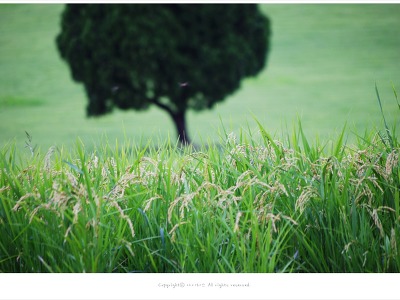 올림픽공원 - 나홀로나무가 있는 내성농장 벼가 익어가는 풍경