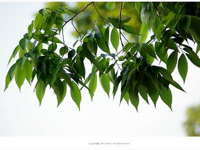 [봄풍경] 나뭇잎의 봄맞이