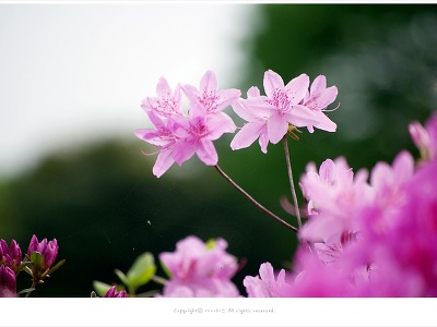 [5월 꽃나무] 진분홍빛이 아름다운 산철쭉 - 올림픽공원