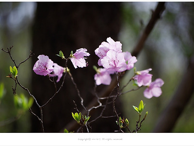 [4월 분홍꽃나무] 진달래(참꽃)이야기 - 검단산 봄야생화
