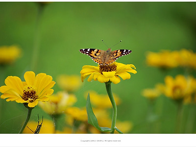 노랑백일홍과 작은멋쟁이 나비 - 금호설악 리조트
