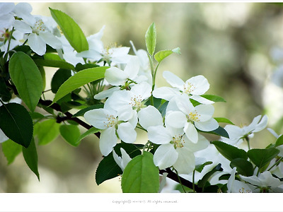 [4월 꽃나무] 능금나무꽃(야생사과꽃)- 올림픽공원 4월 봄꽃