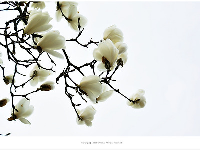 [4월 흰꽃나무]백목련 - 국립현충원에서