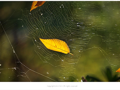 [가을풍경] 거미줄에 갇힌 낙엽