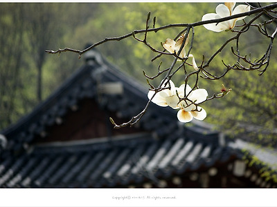 [4월 흰꽃나무] 퇴색되어도 기품이 있는 목련 - 검단산 봄꽃