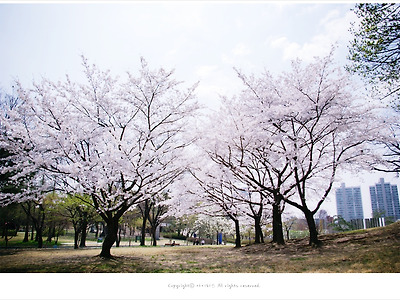 [올림픽공원] 몽촌토성 산책로 아래 활짝핀 왕벚꽃나무