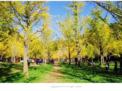 홍천 은행나무숲의  노란 가을