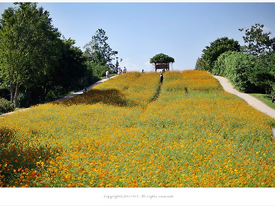 올림픽공원 9월 들꽃마루 황화코스모스