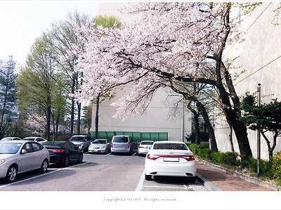 [3-4월 꽃나무] 벚꽃비 내리던 날