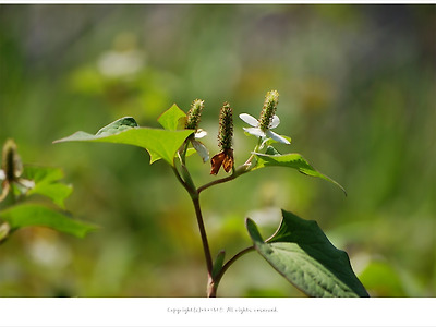 [6월 야생화] 약모밀(어성초) - 대구수목원에서