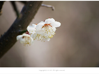 [3-4월 흰꽃나무] 매화꽃 - 춘천 라데나콘도