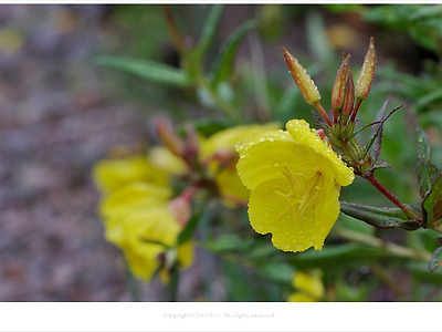 비에 젖은 노란 낮달맞이꽃 - 돌곶이 꽃마을에서