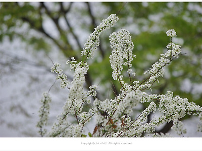 [4월 꽃나무] 단풍나무꽃 이야기 - 올림픽공원 꽃나무