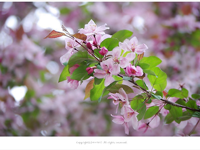 [4월 분홍꽃나무] 연분홍 꽃사과나무꽃과 열매 - 올림픽공원 봄꽃나무