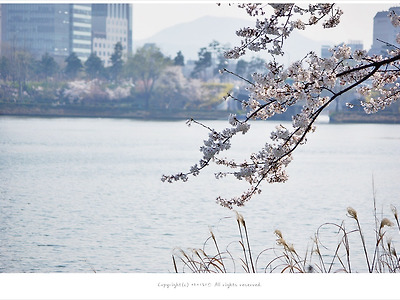 [4월 꽃나무] 벚꽃의 향연 - 석촌호수