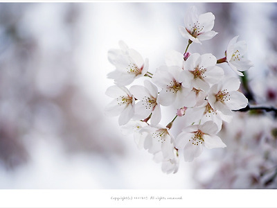 [4월 연분홍꽃나무] 올림픽공원의 화사한 왕벚꽃