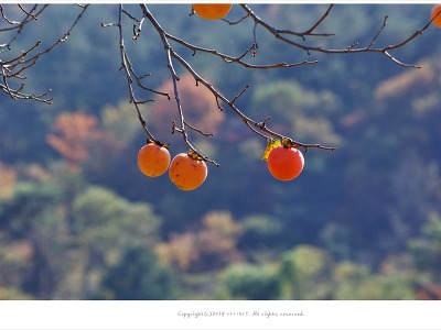 송천 떡마을 감나무가 있는 가을풍경