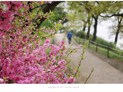 [올림픽공원 4월꽃나무] 활짝핀 풀또기- 분홍 꽃나무