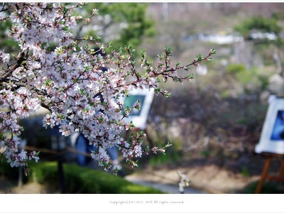 [4월 분홍꽃나무] 앵두꽃 피는 날에 - 금산 하늘물빛정원