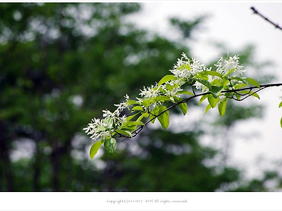 [5월 흰색꽃나무] 이팝나무(쌀나무.눈꽃나무)
