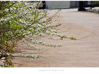 [4월 흰꽃나무] 올림픽공원 산책로에 활짝핀 조팝나무의 전설