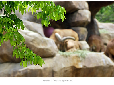 과천 서울대공원 제2아프리카관 - 바바리양, 하마
