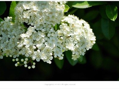 [5-6월 흰꽃나무] 피라칸타(피라칸사스) - 여수바닷가에서