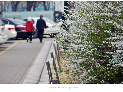 [4월 흰꽃나무] 조팝나무꽃 - 올림픽공원에서