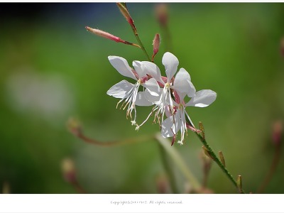 [6월 흰색꽃] 가우라(나비바늘꽃.백접초) - 올림픽공원 야생화단지에서