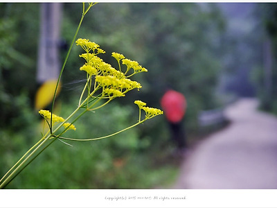 [8월 노란야생화] 마타리꽃 - 인제 소재골펜션에서
