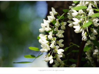아카시아 라고 부르는 아까시나무 효능 - 어린이중이염.기관지천식/ 약용식물