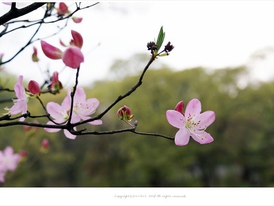 [4월 꽃나무] 연달래꽃(철쭉) 이야기