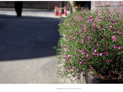 분홍안개꽃이 있는 풍경 - 삼청동
