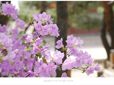[4월 꽃나무] 연분홍 산철쭉향기 - 덕수궁에서