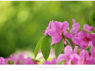 [4월 꽃나무] 알록달록 어여쁜 산철쭉