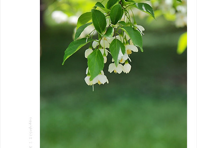 [5월 흰색꽃나무] 때죽나무(노가나무.족나무) - 올림픽공원에서