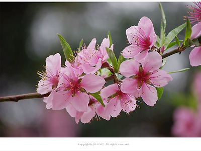 [4월 분홍꽃나무] 복사나무꽃(복사꽃.복숭아꽃) - 올림픽공원 봄꽃나무