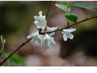 [4월-5월 흰색꽃나무] 매화말발도리(댕강목) - 특산식물/ 용문산 야생화