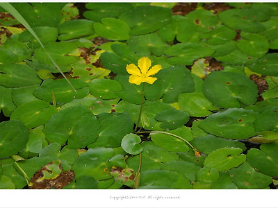 [수생식물] 노랑어리연꽃 - 올림픽공원 몽촌해자에서