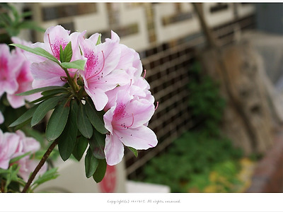 [봄꽃]  인사동 골목에 핀 연산홍